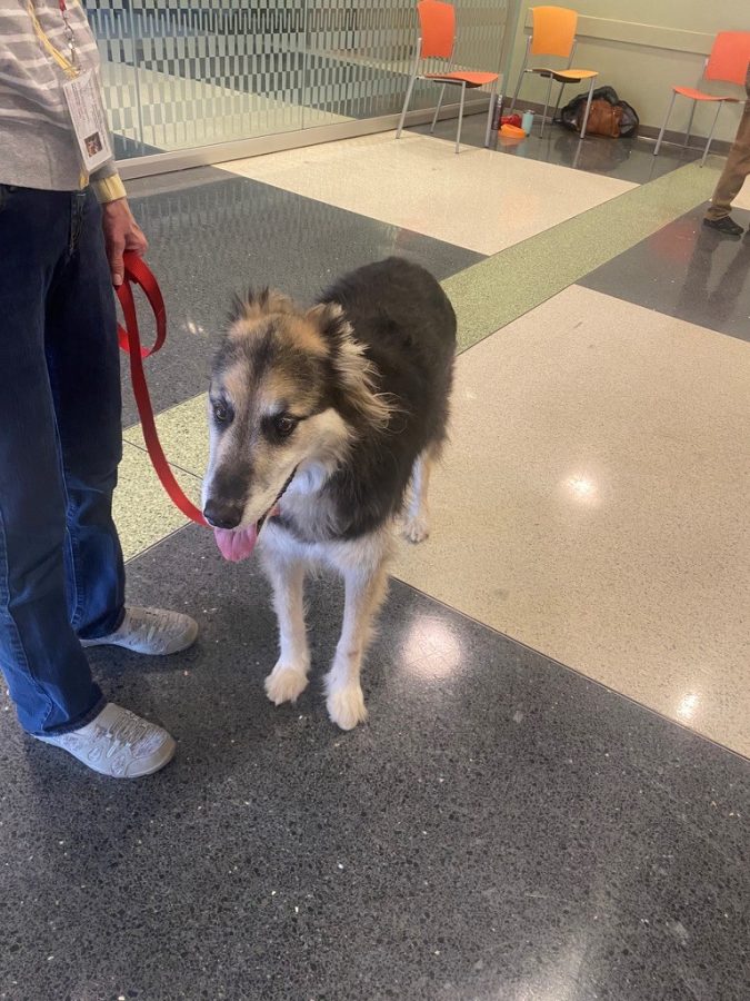 NorWester Comfort Dogs Visit Bucks